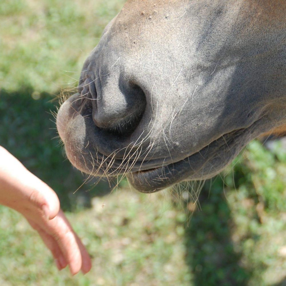 Mediazione animale e terapia con il cavallo